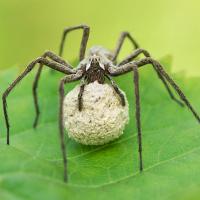 Nursery Web Spider with egg sac 4 